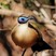 Giant Coua